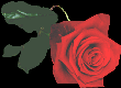 Red Rose