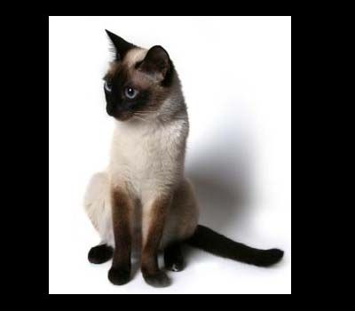 siamese-cat toffe pop